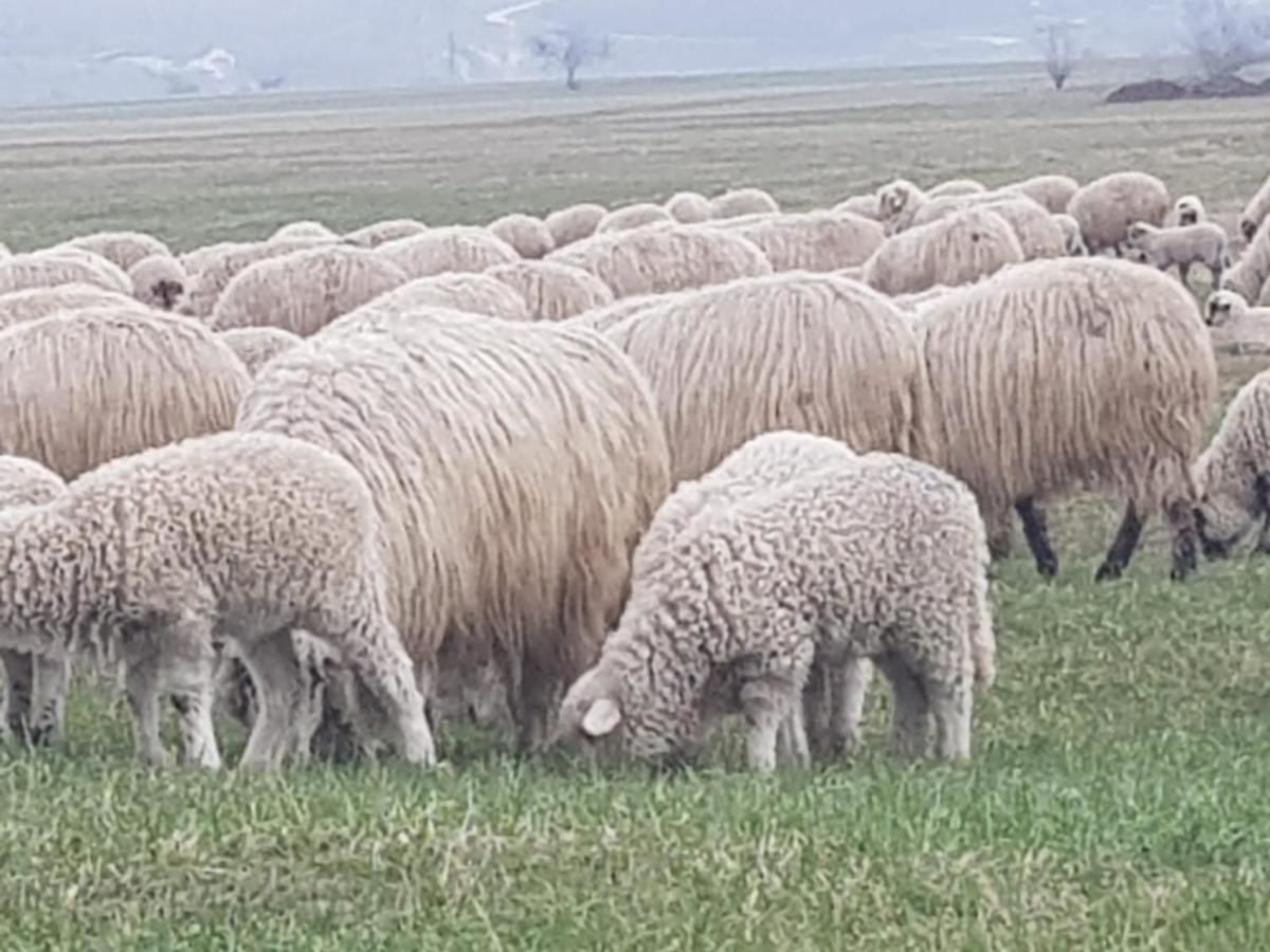 Гостевой дом Briza de Munte Бран-8