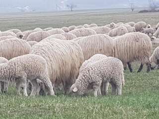 Гостевой дом Briza de Munte Бран-4