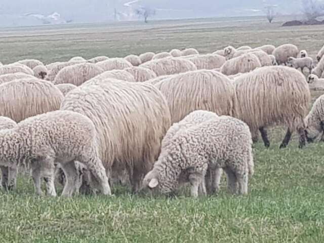 Гостевой дом Briza de Munte Бран-7